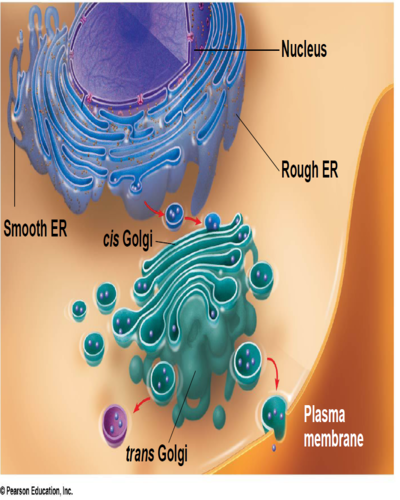細胞學-內膜系統